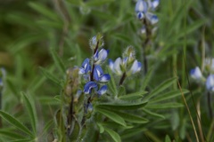 Lupinus bracteolaris
