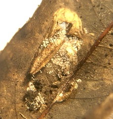 Phyllonorycter salicifoliella