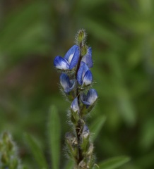 Lupinus bracteolaris