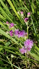 Vernonia missurica