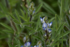 Lupinus bracteolaris