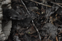 Ototylomys phyllotis