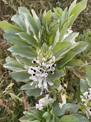 Vicia faba