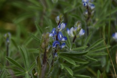 Lupinus bracteolaris