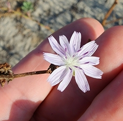 Stephanomeria diegensis