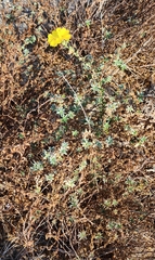 Camissoniopsis cheiranthifolia