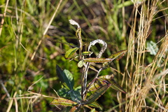 Pterocaulon pycnostachyum