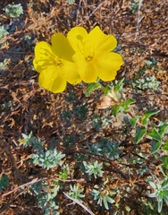 Camissoniopsis cheiranthifolia