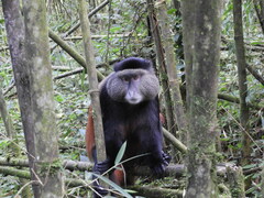 Cercopithecus mitis kandti