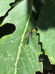 Dusona stramineipes