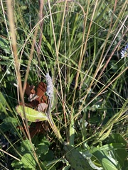 Pterocaulon pycnostachyum