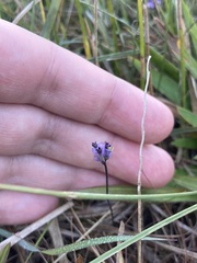 Burmannia biflora