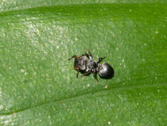 Cephalotes