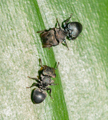 Cephalotes
