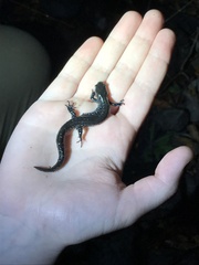 Ambystoma 'unisexual complex'