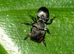Cephalotes