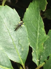 Dusona stramineipes