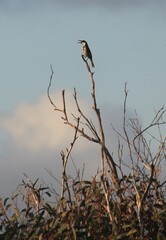 Phylidonyris niger