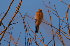 Emberiza tahapisi