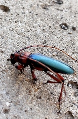 Stenaspis verticalis