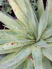 Aloe succotrina