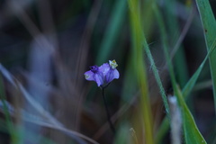 Burmannia biflora