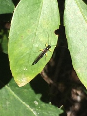 Dusona stramineipes