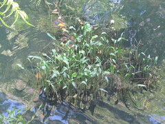 Pontederia cordata