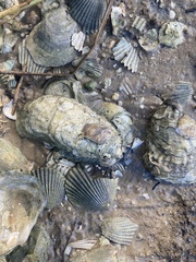 Crassostrea virginica