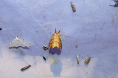 Drepana bilineata