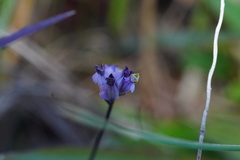 Burmannia biflora
