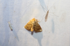 Apoda y-inversa