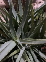 Aloe vera