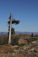 Pinus albicaulis