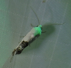 Ponometia erastrioides