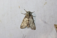 Macrurocampa marthesia