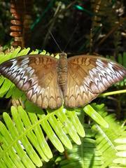 Euthalia monina monina