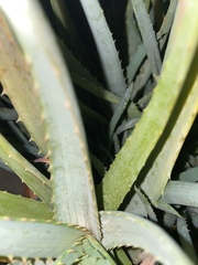 Aloe vera