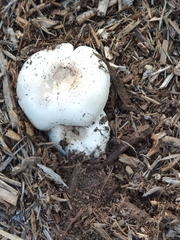 Agaricus californicus