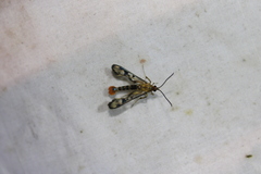 Synanthedon acerni
