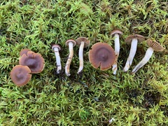 Cortinarius parvoacetosus