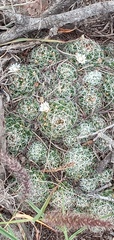 Mammillaria decipiens
