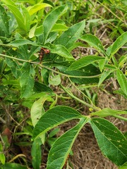 Passiflora incarnata × cincinnata