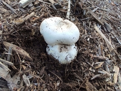 Agaricus californicus