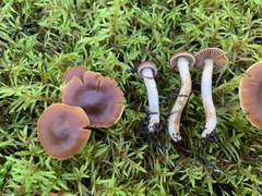 Cortinarius parvoacetosus