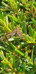 Metallarcha diplochrysa