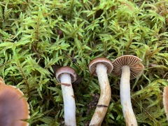 Cortinarius parvoacetosus
