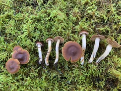 Cortinarius parvoacetosus