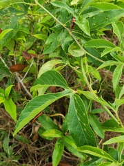 Passiflora incarnata × cincinnata