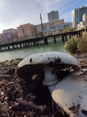 Agaricus californicus